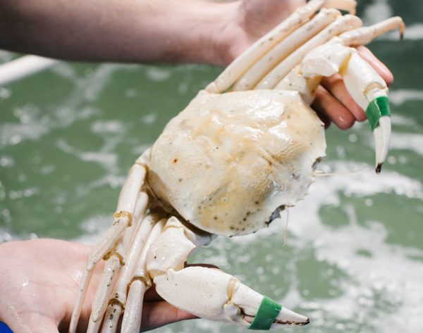 Healthy Crystal Crabs - Image 4