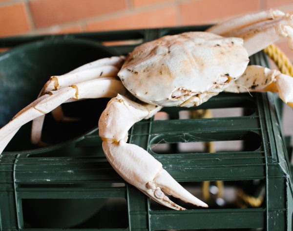 Healthy Crystal Crabs - Image 3