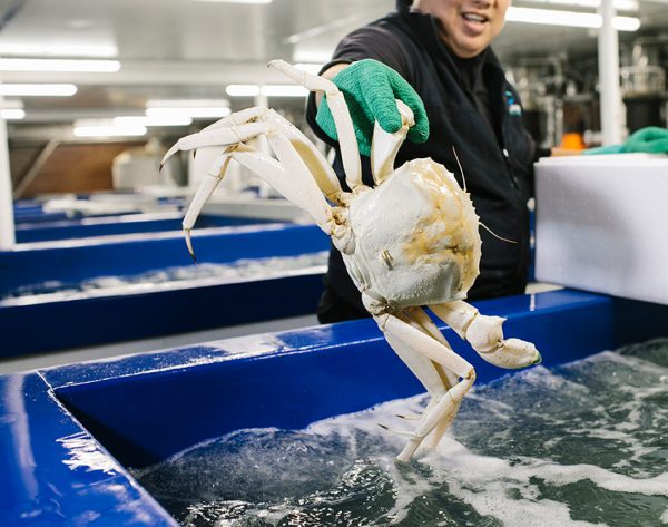 Healthy Crystal Crabs