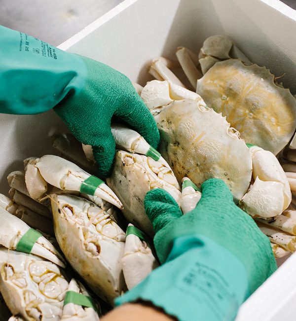 Healthy Crystal Crabs - Image 2
