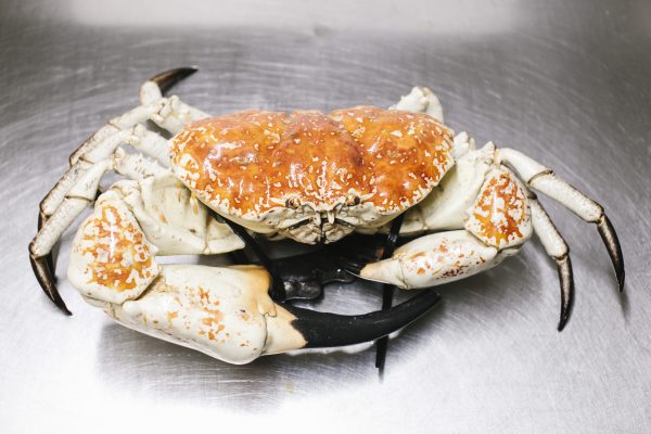 Giant Fresh Premium King/Mud Crabs