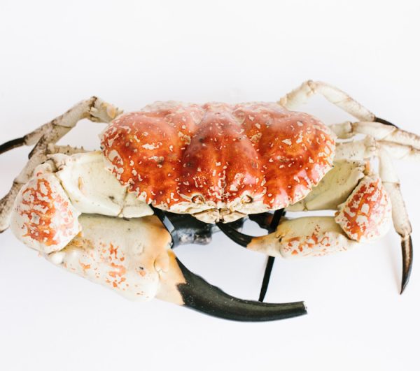 Giant Fresh Premium King/Mud Crabs - Image 4