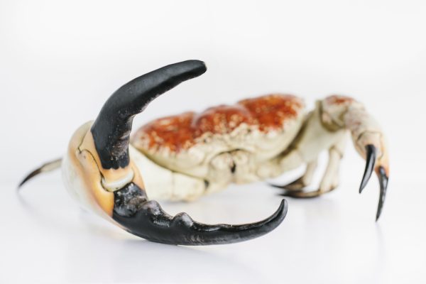 Giant Fresh Premium King/Mud Crabs - Image 3