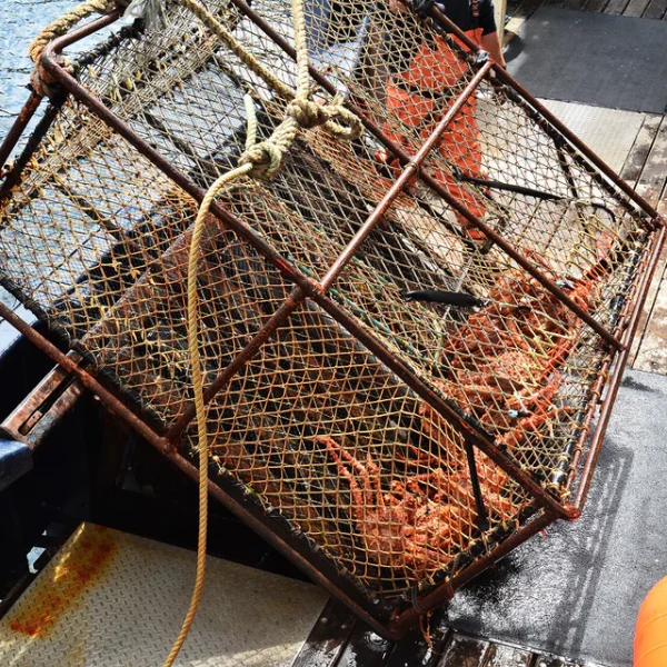 Giant Crabs - Image 3