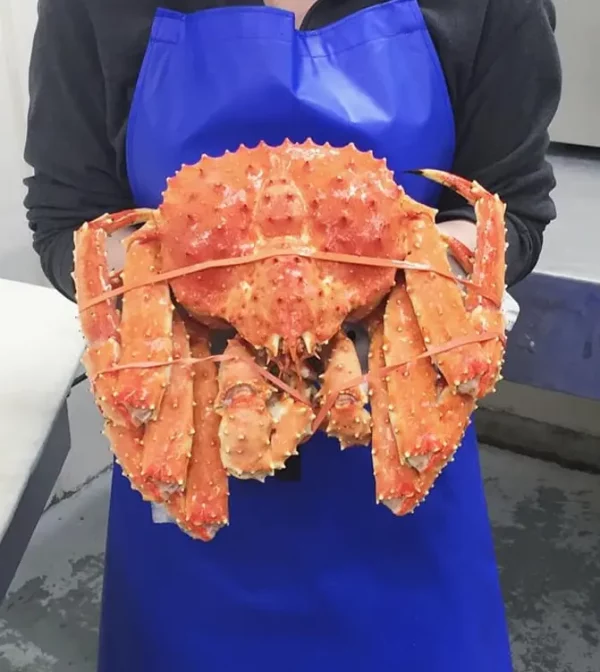Alaskan King Crabs