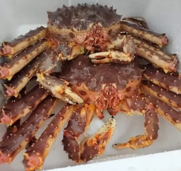 Alaskan King Crabs - Image 6
