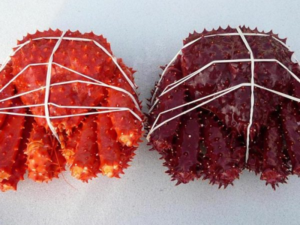 Frozen Canadian King Crab Legs - Image 3