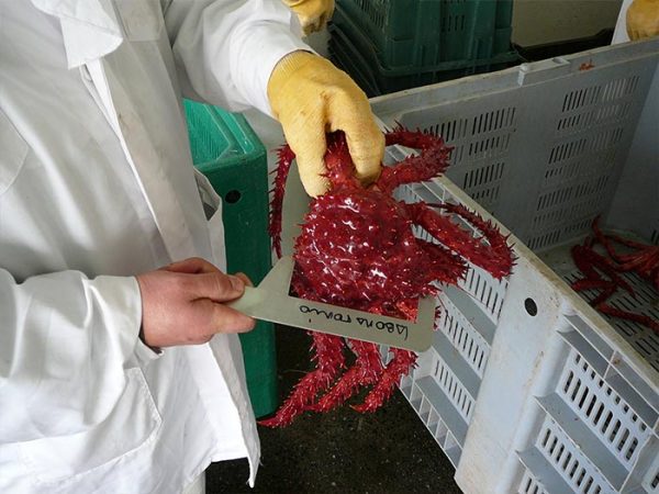 Frozen Canadian King Crab Legs - Image 2